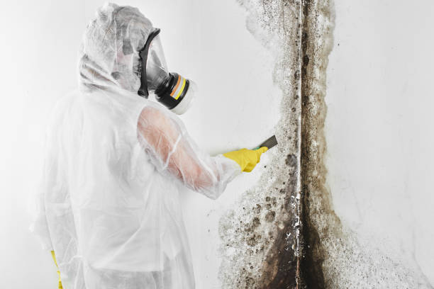 Best Mold Damage Repair  in Cadott, WI