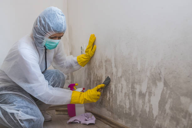 Best Mold Testing  in Cadott, WI