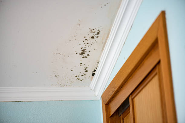 Best Crawl Space Mold Removal  in Cadott, WI