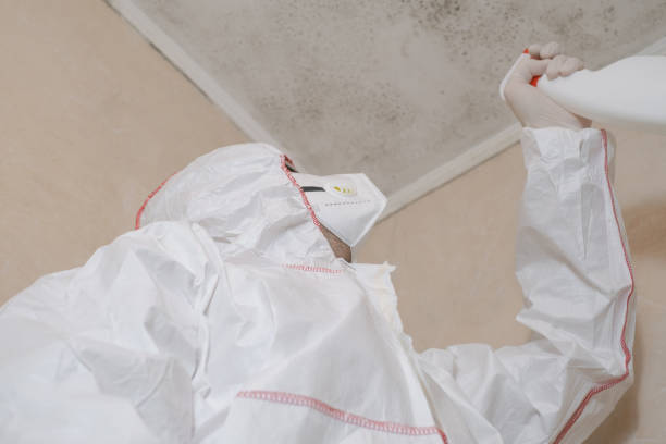 Best Toxic Mold Removal  in Cadott, WI